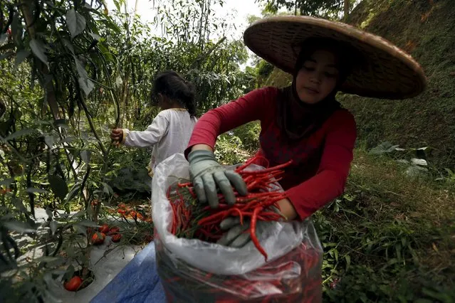 A worker harvests chillies at a chilli plantation in Pasir Datar Indah village near Sukabumi, Indonesia's West Java province, August 6, 2015. (Photo by Reuters/Beawiharta)