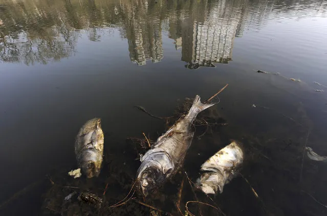Dead fish are seen floating on a polluted river in Hefei, Anhui province March 19, 2010. The Earth is literally covered in water, but more than a billion people lack access to clean water for drinking or sanitation as most water is salty or dirty. (Photo by Reuters/Stringer)