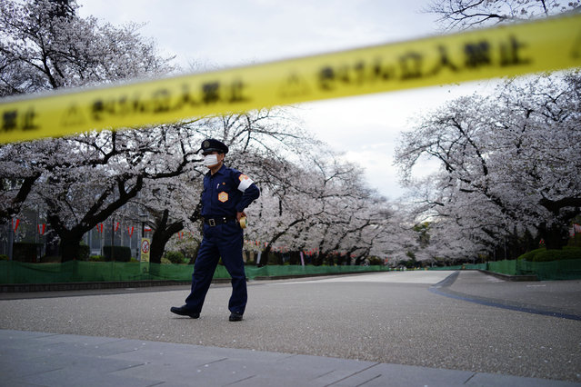 A security person stands guard at the famed street of cherry blossoms which is closed as a safety precaution against the new coronavirus at Ueno Park in Tokyo Friday, March 27, 2020. (Photo by Eugene Hoshiko/AP Photo)