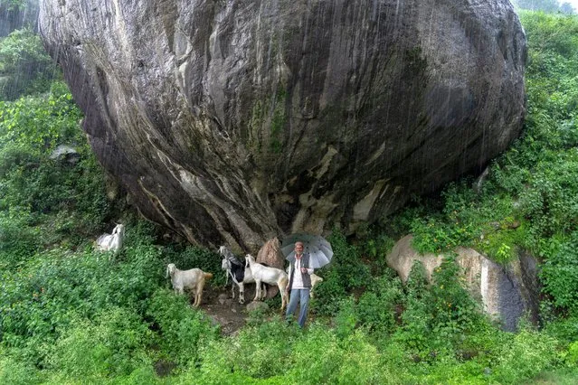 A shepherd with his flock shelters from the rain under a huge boulder in Dharmsala, India, Monday, August 8, 2022. (Photo by Ashwini Bhatia/AP Photo)
