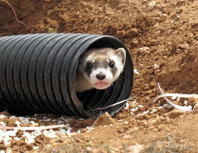 This October 1, 2014, file photo shows a black-footed ferret peeking out of a tube after being brought to a ranch near Williams, Ariz. The endangered weasel is returning to an area of western Wyoming where the critter almost went extinct more than 30 years ago. Biologists plan to release 35 black-footed ferrets Tuesday, July 26, 2016, near Meeteetse, Wyo. Scientists thought the black-footed ferret was extinct until a dog brought a dead one home near Meeteetse in 1981. (Photo by Felicia Fonseca/AP Photo)