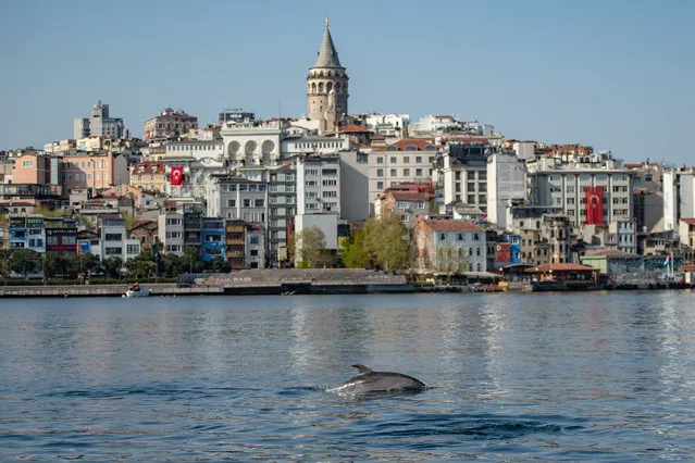 A dolphin swims in the Bosphorus by Galata tower, where sea traffic has nearly come to a halt on April 26, 2020, as the city of 16 million has been under lockdown since April 23rd as part of government measures to stem the spread of the Covid-19 pandemic caused by the novel coronavirus. In the waters of the Bosphorus, dolphins are these days swimming near the shoreline in Turkey's largest city Istanbul with lower local maritime traffic and a ban on fishing. (Photo by Yasin Akgul/AFP Photo)