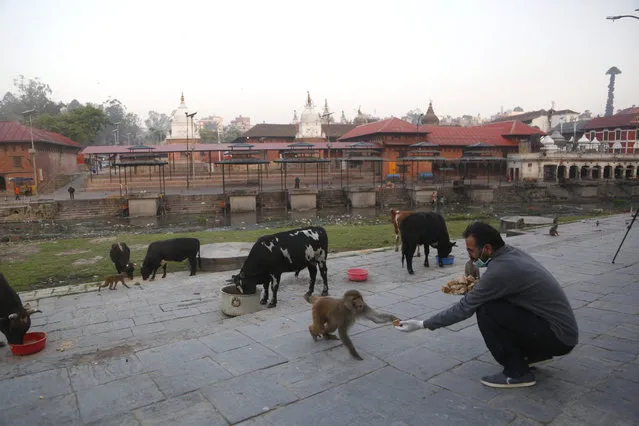 In this Tuesday, March 31, 2020, photo, a Nepalese volunteer feeds monkeys at Pashupatinath temple, the country's most revered Hindu temple, during the lockdown in Kathmandu, Nepal. (Photo by Niranjan Shrestha/AP Photo)