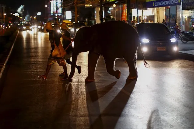 A baby elephant follows its mahout across a street in Udon Thani, Thailand September 15, 2015. (Photo by Jorge Silva/Reuters)