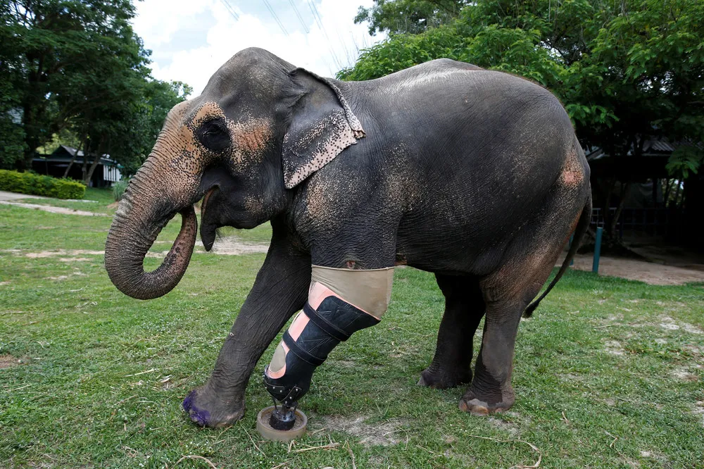 Elephant Gets New Leg