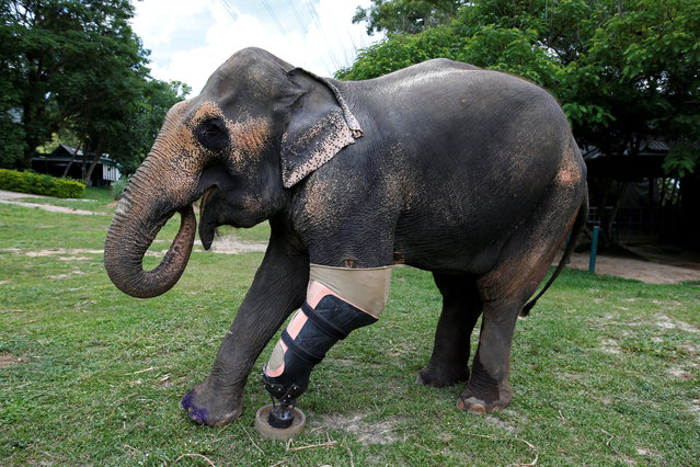 Motola, the elephant that was injured by a landmine, wears her prosthetic leg at the Friends of the Asian Elephant Foundation in Lampang, Thailand, June 29, 2016. (Photo by Athit Perawongmetha/Reuters)