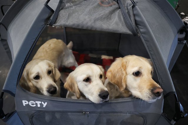 Golden Retrivers look on during the Crufts dog show in Birmingham, Britain, on March 8, 2025. (Photo by Temilade Adelaja/Reuters)