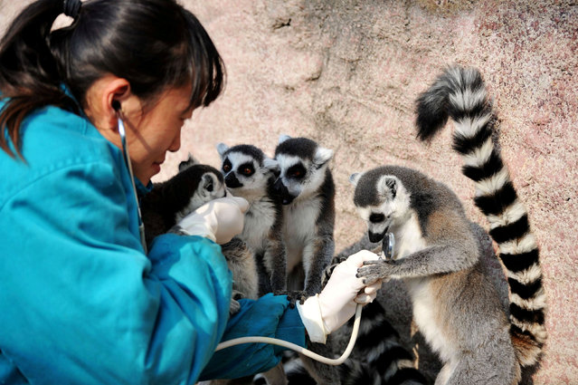 A veterinarian checks the health of a ring-tailed lemur with a stethoscope at a wildlife park in Qingdao, Shandong province, China November 21, 2017. (Photo by Reuters/China Stringer Network)