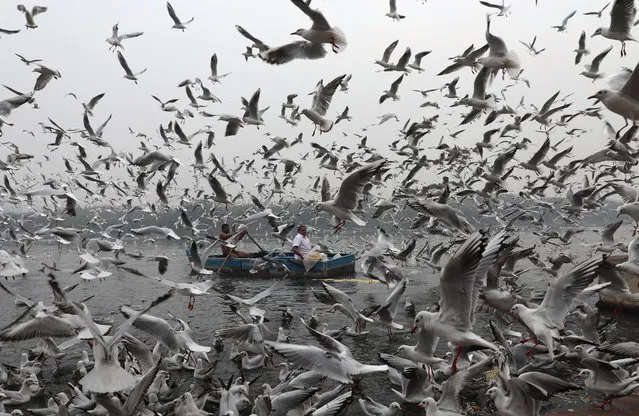 Indian people in a boat feed the migratory birds on a smoggy morning on the banks of the Yamuna river in New Delhi, India, 05 December 2017. Migratory birds arrive in the winter season from different parts of India and neighboring countries and are expected to leave in March 2018. (Photo by Rajat Gupta/EPA/EFE)