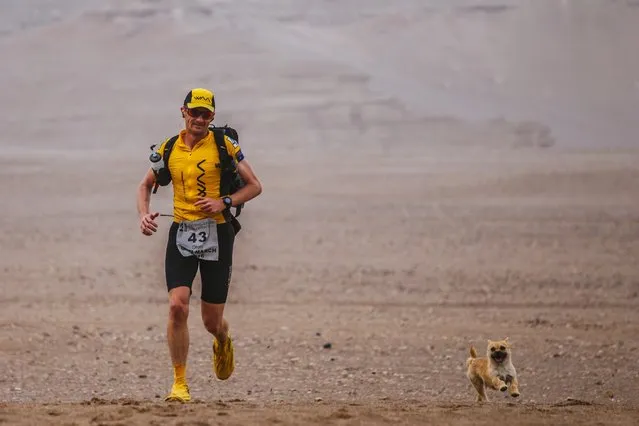 In this picture taken Tuesday, June 21, 2016, Dion Leonard of Australia is followed by the stray dog named “Gobi” during the Stage 3 of the Gobi March 2016 in the Gobi Desert, China. An ultra-marathon runner has been reunited with the stray dog that accompanied him through part of a grueling desert race in China and then went missing. (Photo by Onni Cao/4 Deserts Race Series via AP Photo)