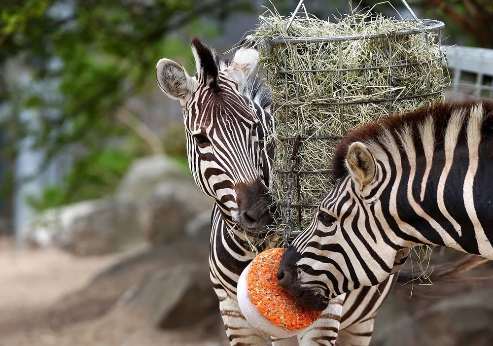 Taronga Zoo Animals Beat the Heat with Cold Treats