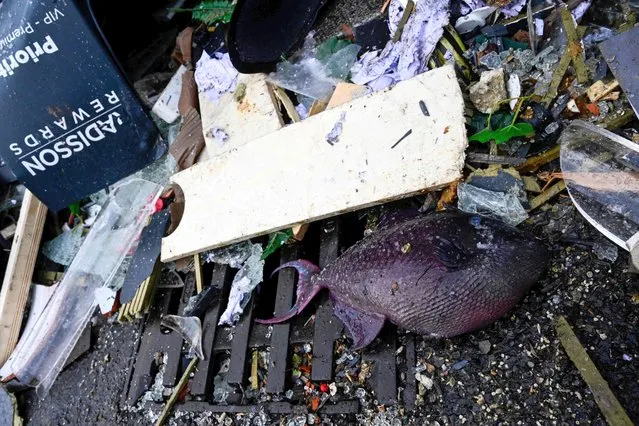 A dead fish lies in the debris in front of the Radisson Blu hotel, where a huge aquarium located in the hotel's lobby burst on December 16, 2022 in Berlin. The AquaDom aquarium has burst and the leaking water has forced the closure of a nearby street, police and firefighters said. Berlin police said on Twitter that as well as causing “incredible maritime damage”, the incident left two people suffering injuries from glass shards. The cylindrical aquarium contained over a million litres of water and was home to around 1,500 tropical fish. It had a clear-walled elevator built inside to be used by visitors to the Sea Life leisure complex. (Photo by John McDougall/AFP Photo)