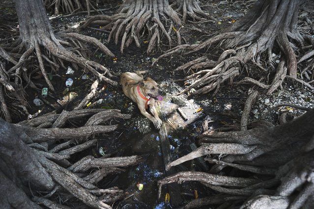 Marshall Jones' dog, Scooby, lies on a small patch of damp ground in a pond apple forest whose root system and previously submerged trash have been exposed by ongoing drought conditions, near Mack's Fish Camp, Jones' fifth-generation, family-owned airboat and tourism business, in the Florida Everglades near Miramar, Fla., Wednesday, May 28, 2025. (Photo by Rebecca Blackwell/AP Photo)
