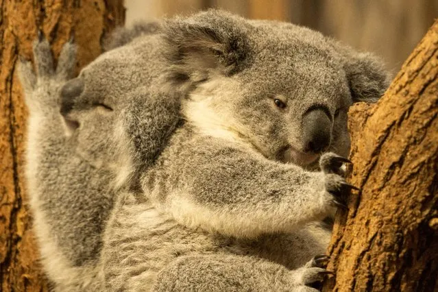 Young koalas, the male “Yunga” and female “Erlinga”, are pictured during their first outing at the koala house of the zoo in Duisburg, western Germany, on December 19, 2022. Yunga was born on December 2, 2021 from his mother Yiribana and Erlinga on November 15, 2021 from her mother Eora. (Photo by Bernd Lauter/AFP Photo)