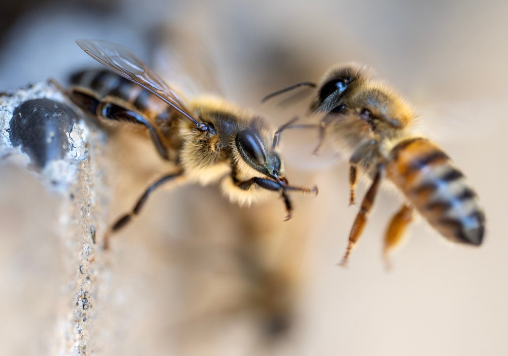 Some Photos: Insects