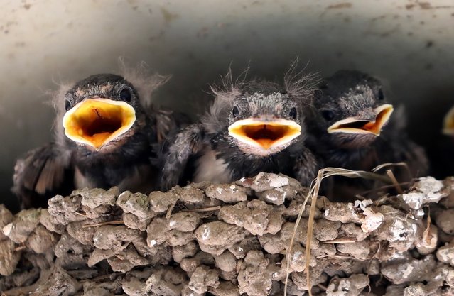 On the June 1, 2025, at the entrance of a beauty salon in Yangchon-myeon, Nonsan-si, Chungcheongnam-do, the swallow chicks in the nest were waiting for food with their mouths wide open, looking like they were smiling brightly. (Photo by Shin Hyeon-jong)