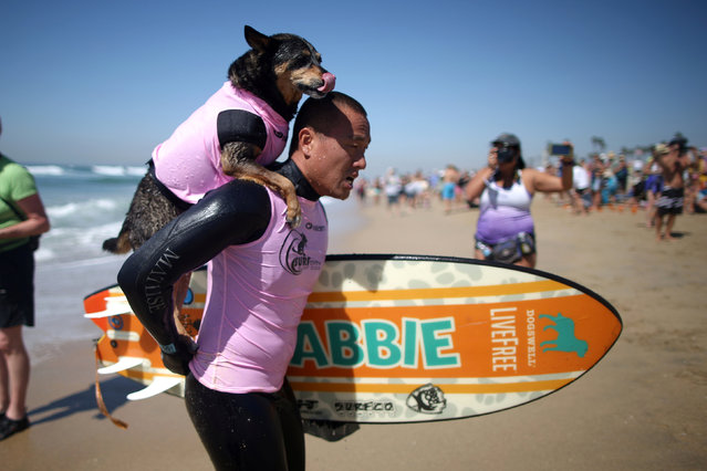 A dog is carried up the beach after competing in the Surf City Surf Dog competition in Huntington Beach, California, U.S., September 25, 2016. (Photo by Lucy Nicholson/Reuters)