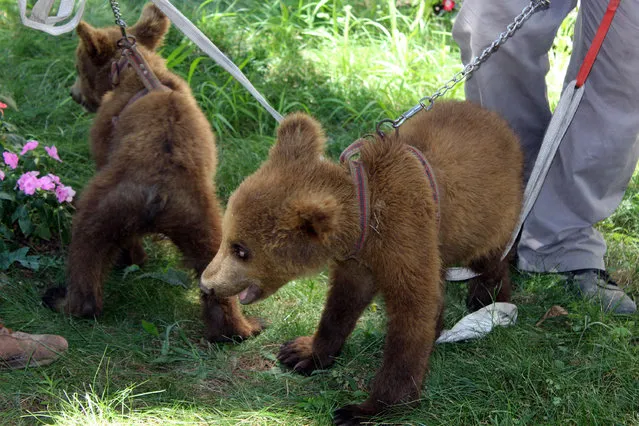 In this photo taken on August 4, 2016 Rocky and Smocky, two young brown bears, play at the courtyard of the Environment Ministry in the Albanian capital, Tirana, after being rescued from their owners in southernmost Saranda where they were exploited to lure customers for photographs. Some 50 bears have been taken from restaurants and resorts, or from beaches in western and southern Albania where people can pay to be photographed with one. (Photo by Hektor Pustina/AP Photo)