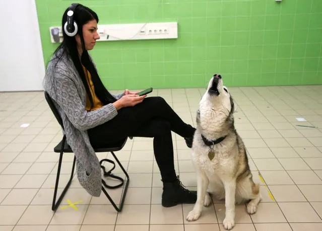 Bizsu, an 8-year-old Siberian Husky, howls next to her owner, Fanni Lehoczki, researcher during a test trying to find why specific dog breeds are more to prone howl and whether it is linked to their genetic closeness to wolves, at the Ethology Department of the Eotvos Lorand University in Budapest, Hungary on February 7, 2023. (Photo by Bernadett Szabo/Reuters)