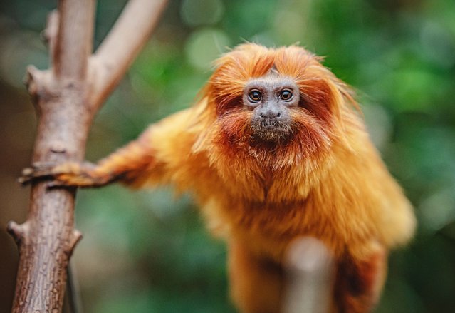 Chester Zoo in the second decade of August 2025 has welcomed a pair of tiny golden lion tamarins, named George, seven, and Leaf, 12. (Phoot by Chester Zoo)