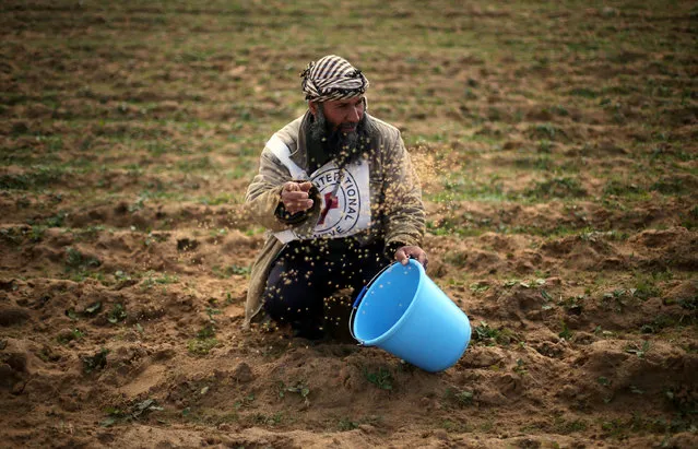 A Palestinian farmer throws wheat seeds during a tour by the International Committee of the Red Cross (ICRC), near the border with Israel, in the southern Gaza Strip January 29, 2018. (Photo by Ibraheem Abu Mustafa/Reuters)