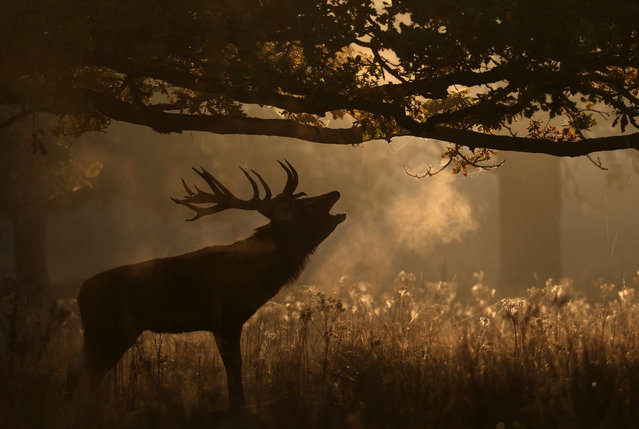 A deer roars as the annual rutting season begins, during a foggy autumn morning in Richmond Park, London, Britain, on September 30, 2025. (Photo by Toby Melville/Reuters)