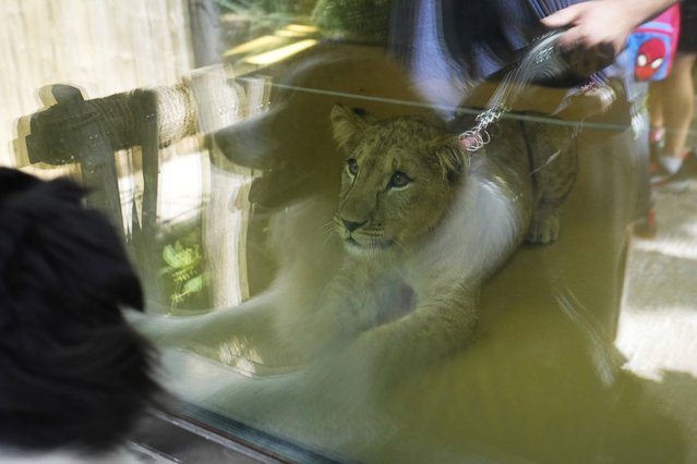 One of four Barbary lion cubs, that were born recently at the Safari Park Dvur Kralove, looks out of its enclosure, Czech Republic, Wednesday, August 6, 2025, in Dvur Kralove, Czech Republic.(Photo by Petr David Josek/AP Photo)