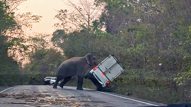 An aggressive wild elephant rammed a pick-up truck and flipped it over – because the driver refused to wait for the animal to pass through its territory. The male jumbo emerged from woodland before holding up traffic around 80 miles east of the capital Bangkok in rural Chachoengsao province, Thailand, on Saturday early evening, March 4, 2023. (Photo by ViralPress)
