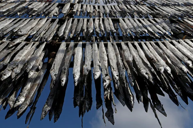 Fish are hung from bamboo poles for drying at a fishing village in Mumbai, India, April 30, 2018. (Photo by Francis Mascarenhas/Reuters)
