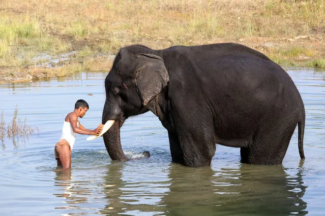 A caretaker gives a bath to an elephant from Kanha and Panna National Parks, in Kaliasot river in Bhopal, India, 17 November 2015. (Photo by Sanjeev Gupta/EPA)
