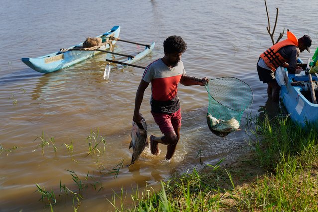 A fisherman brings his catch ashore from the Deduru Oya Reservoir, where giant snakeheads have become an invasive species in Walpaluwa village, Sri Lanka, Thursday, October 30, 2025. (Photo by Eranga Jayawardena/AP Photo)