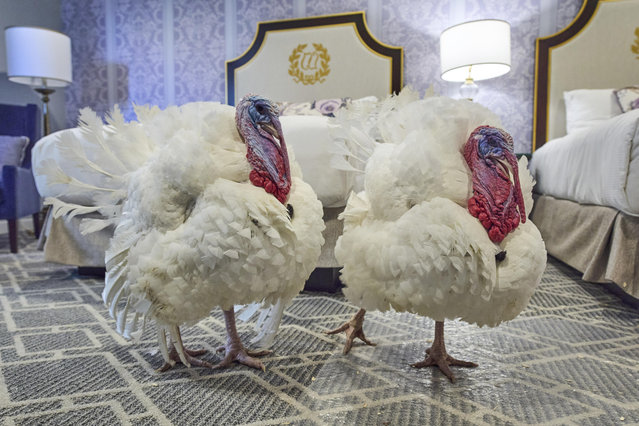 Turkeys Waddle and Gobble, who will receive a Presidential Pardon at the White House ahead of Thanksgiving, enjoy their hotel room at the Willard InterContinental Hotel, in Washington, Monday, November 24, 2025. (Photo by Jacquelyn Martin/AP Photo)