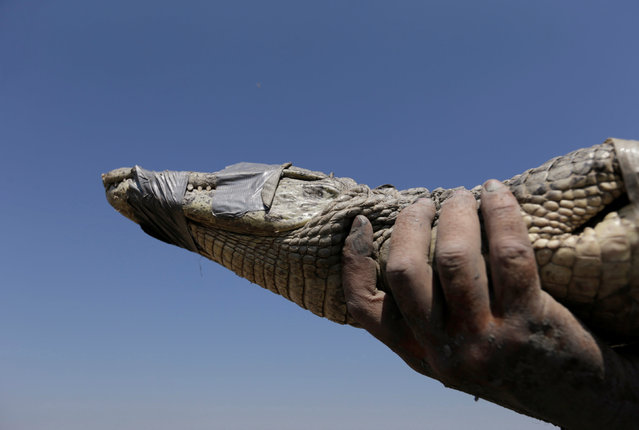 A volunteer holds a yacare caiman which will be taken with others to an artificial pond in Boqueron, Paraguay, August 14, 2016. (Photo by Jorge Adorno/Reuters)