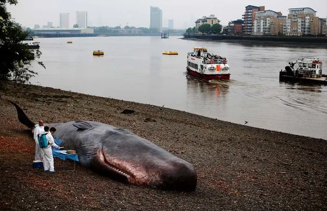 A beached whale art installation by the Belgian collective “Captain Boomer” lies on the shore of the River Thames in Greenwich, England, on June 20, 2013. The 17-meter long fiberglass whale, surrounded by performers appearing to conduct scientific investigations, aims to draw attention to London's whaling history and the increasing number of whales and dolphins spotted around the UK coastline.  (Photo by Oli Scarff/Getty Images)