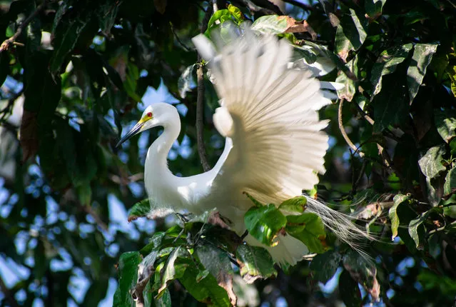 A great egret perches on a tree branch on the banks of the Brahmaputra River, in Guwahati, Assam, India on April 24, 2023. (Photo by David Talukdar/imageBROKER/Rex Features/Shutterstock)