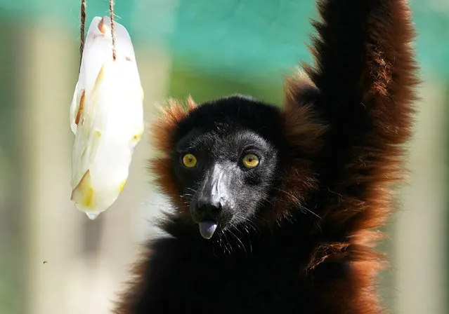 Red ruffed lemurs are given frozen fruit pops in the warm weather at Blair Drummond Safari Park in Stirling, central Scotland on Tuesday, May 30, 2023. (Photo by Andrew Milligan/PA Images via Getty Images)