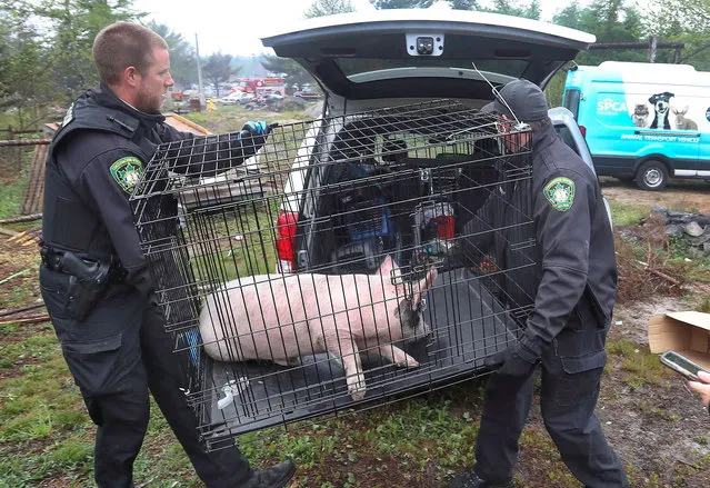 SPCA officer Sarah Young of Yarmouth and wildlife conservation officer Tim Locke of Birchtown load a pig into a van during wildfire evacuations in Shelburne County, Nova Scotia, Canada on June 3, 2023. (Photo by Communications Nova Scotia/Handout via Reuters)