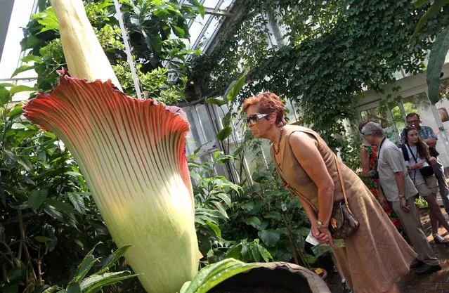 A woman looks at the Amorphophallus Titanum, also known as the Titan Arum or Corpse flower, because of it's smell, one of the world's largest flowers, at the National Botanic Garden in Meise near Brussels, Monday, July 8, 2013. The rare phallus-like flower that springs from the plant only survives about 72 hours. (Photo by Yves Logghe/AP photo)