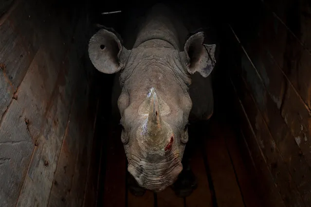 A female eastern black rhino looks on inside a crate before being transported during a rhino translocation exercise in Nairobi National Park in Nairobi, Kenya, 26 June 2018. Kenya Wildlife Service (KWS) will move 14 black rhinos from Nairobi and Lake Nakuru National Park to Tsavo East National Park in an effort to give them safer habitat amid public outcry over the construction of the controversial Standard Gauge Railway that cuts through the Nairobi Nationa Park. Black rhinos, whose populations declined dramatically during the 20th century due to hunting by European settlers, are listed as “Critically Endangered” by the World Wildlife Fund (WWF) and are still threatened by poaching for their horns. (Photo by Dai Kurokawa/EPA/EFE)