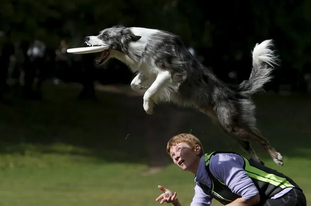 A dog catches a frisbee during a dog frisbee competition in Moscow, September 13, 2015. Dogs and their owners took part in a variety of distance and accuracy tests during the competition to check their frisbee skills. (Photo by Sergei Karpukhin/Reuters)