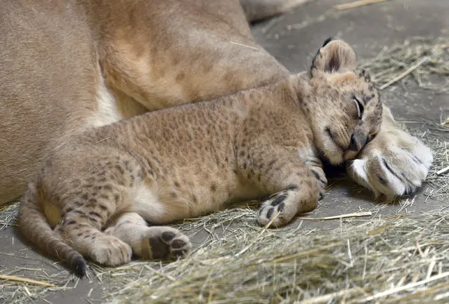 This November 17, 2016 photo shows a 5-week-old lion cub uses his mom's back foot as a pillow as he takes a catnap at the Fresno Chaffee Zoo, in Fresno, Calif. (Photo by John Walker/The Fresno Bee via AP Photo)