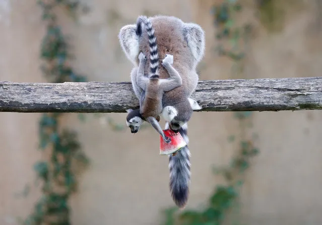 Ring-tailed lemurs eat a piece of watermelon during the hot weather in Biopark zoo in Rome, Italy, August 2, 2018. (Photo by Alessandro Bianchi/Reuters)