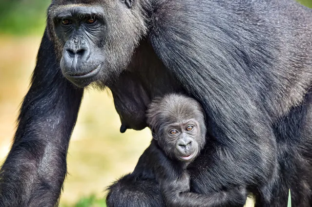 A four-month-old western lowland gorilla clings to its mum at Bristol Zoo Gardens on Thursday, April 8, 2021. The as yet unnamed infant was born to mother Touni and father Jock in December just before the third UK lockdown and has had four months away from public view. (Photo by Ben Birchall/PA Images via Getty Images)