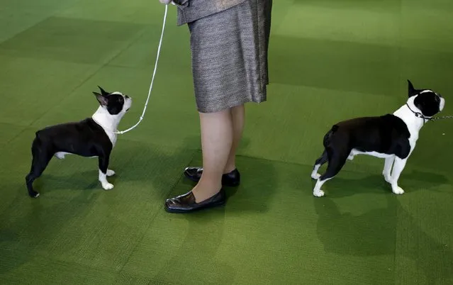 Boston Terriers stand in the ring during judging in the non-sporting group during day one of competition at the 139th Westminster Kennel Club's Dog Show in the Manhattan borough of New York February 16, 2015. (Photo by Mike Segar/Reuters)