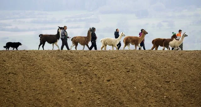 The Bloching family walk their llamas, alpacas and dog Mogli in Waldhausen, Germany on April 18, 2021. (Photo by Thomas Warnack/AP Photo)