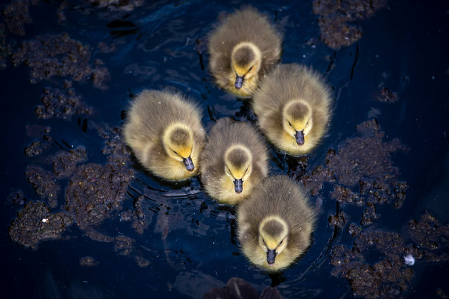 A group of newly hatched goslings on the water in Canary Wharf, London on Wednesday, April 28, 2021. (Photo by Victoria Jones/PA Images via Getty Images)