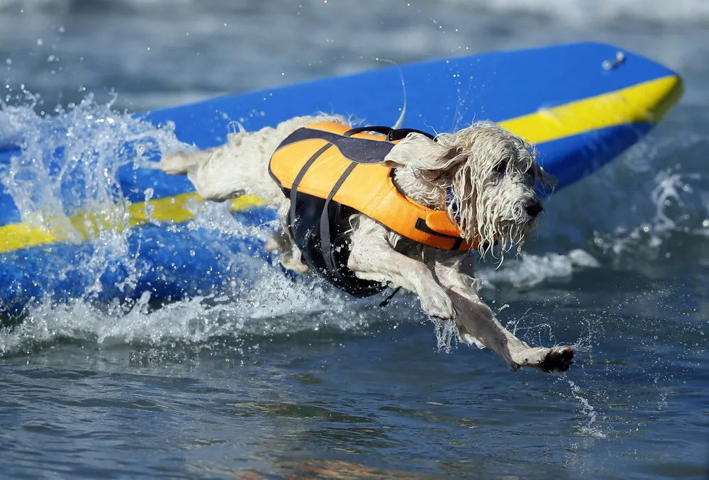 The 5th Annual Surf Dog Competition in California