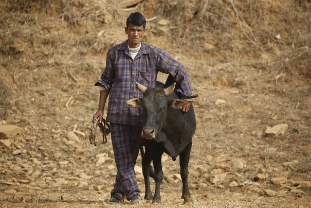 A man stands next to his bull before the bull fight during the Maghesangranti festival at Talukachandani village in Nuwakot district near Kathmandu, Nepal January 15, 2016. (Photo by Navesh Chitrakar/Reuters)