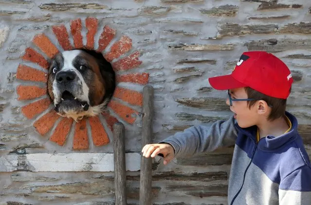 A boy attempts to pet a dog that puts its muzzle through a hole in a house's wall in the village of Alle-sur-Semois, Belgium on April 25, 2021. (Photo by Yves Herman/Reuters)