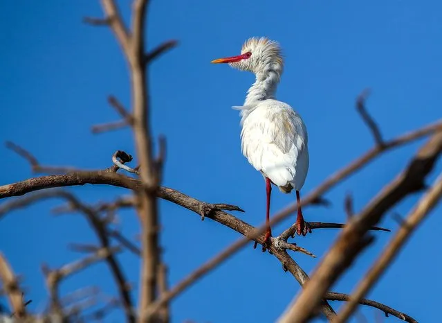 Western Cattle Egret nesting on Sidr tree known for its medicinal benefits. Located at the corner of 135th St and Al Reem St  in  Al Ain on September 4, 2023. (Photo by Victor Besa/The National)